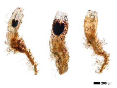 cephaloziella stellulifera 1 habitus perianth unterseite