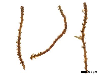 cephaloziella stellulifera 1 habitus steril oberseite