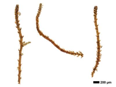 cephaloziella stellulifera 1 habitus steril unterseite