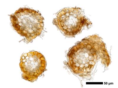 cephaloziella stellulifera 1 stamm quer