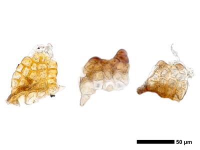 cephaloziella stellulifera 1 unterblatt
