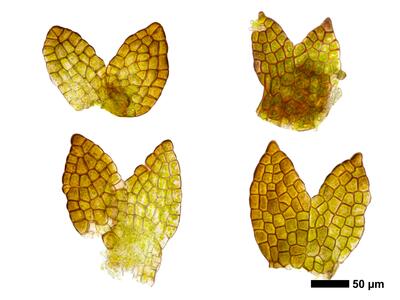cephaloziella varians 1 flankenblatt