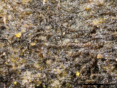 cephaloziella varians 1 habitus