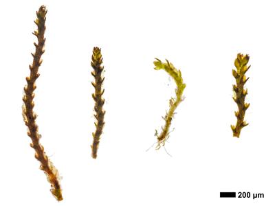 cephaloziella varians 1 habitus oberseite