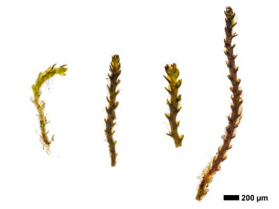 cephaloziella varians 1 habitus unterseite