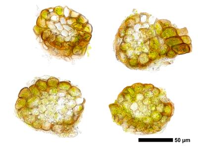 cephaloziella varians 1 stamm quer