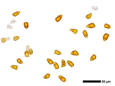 lophozia perssonii brutgemmen