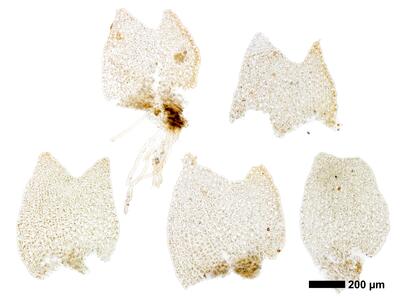 lophozia perssonii flankenblatt