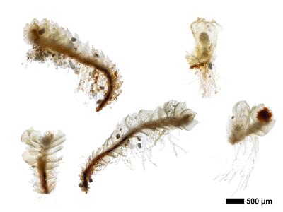 lophozia perssonii habitus oberseite