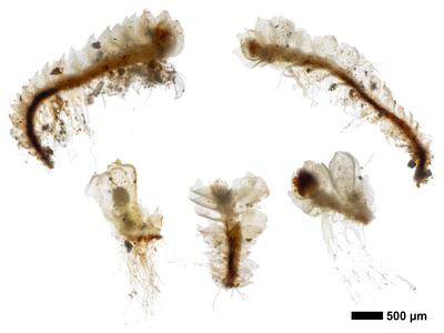lophozia perssonii habitus unterseite