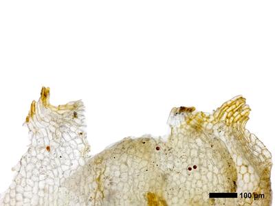 lophozia perssonii perianthmuendung