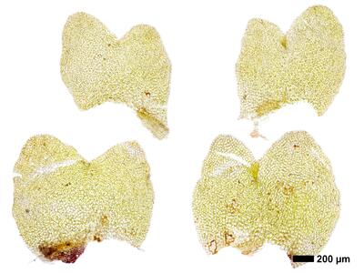 obtusifolium obtusum flankenblatt