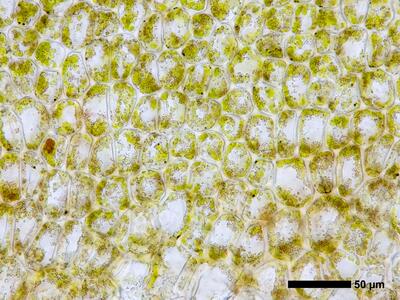 obtusifolium obtusum flankenblatt blattbasis