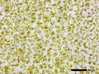 obtusifolium obtusum flankenblatt blattmitte