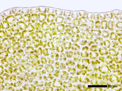 obtusifolium obtusum flankenblatt blattrand