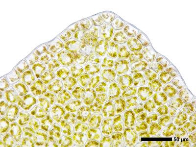 obtusifolium obtusum flankenblatt blattspitze