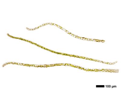 obtusifolium obtusum flankenblatt quer