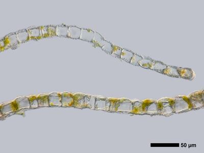 obtusifolium obtusum flankenblatt quer detail