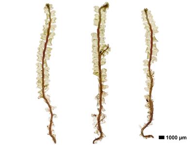 obtusifolium obtusum habitus oberseite