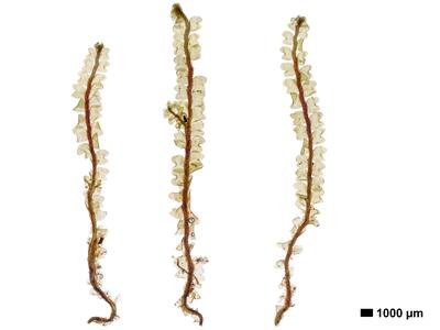 obtusifolium obtusum habitus unterseite