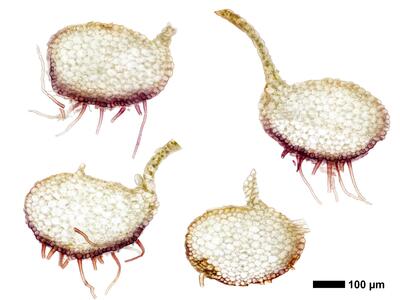 obtusifolium obtusum stamm quer
