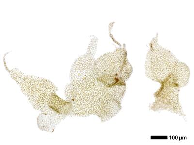 obtusifolium obtusum weib perichaetialblatt