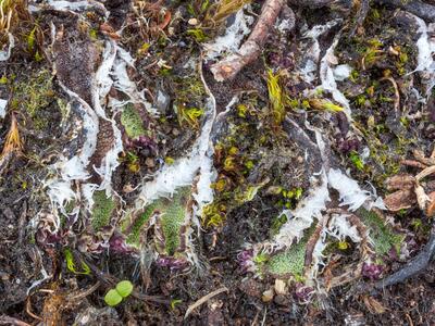 athalamia hyalina frisch detail