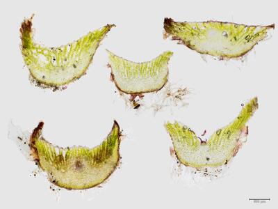 athalamia hyalina frisch thallus quer