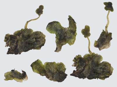 athalamia hyalina habitus oberseite