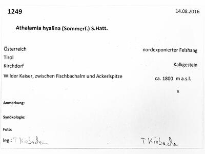 athalamia hyalina herbarbeleg