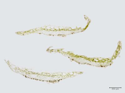 athalamia hyalina thallus quer