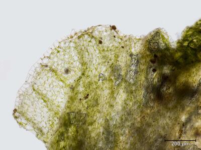 athalamia hyalina thallusrand