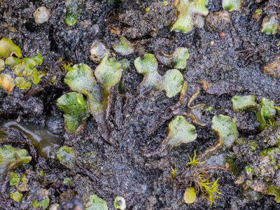 athalamia hyalina var suecica swe detail