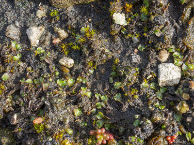 athalamia hyalina var suecica swe habitat