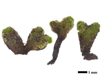 athalamia hyalina var suecica swe stature dorsal side