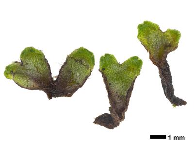 athalamia hyalina var suecica swe stature ventral side