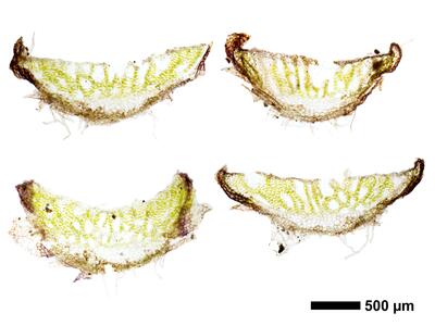 athalamia hyalina var suecica swe thallus cross section