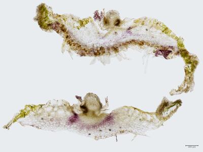 peltolepis quadrata archegonienstand quer