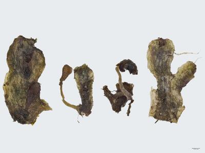 peltolepis quadrata habitus oberseite