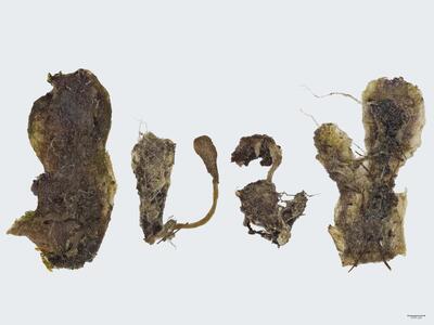 peltolepis quadrata habitus unterseite