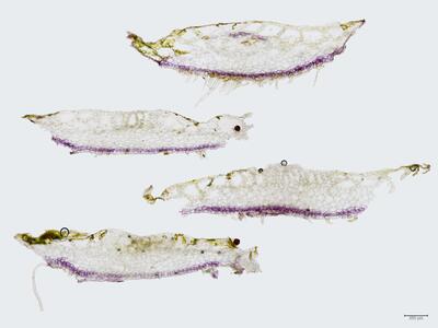 peltolepis quadrata thallus quer