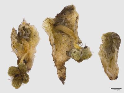 sauteria alpina 2 habitus oberseite
