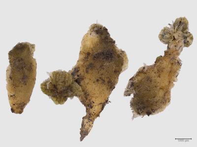 sauteria alpina 2 habitus unterseite