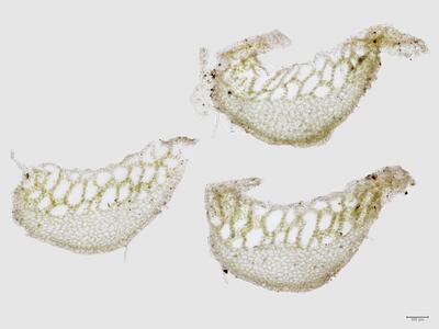 sauteria alpina 2 thallus quer