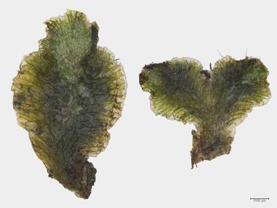 sauteria alpina habitus oberseite