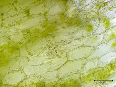 sauteria alpina thallus atempore aufsicht