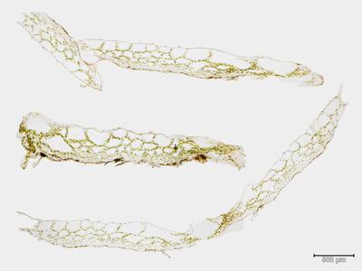 sauteria alpina thallus quer