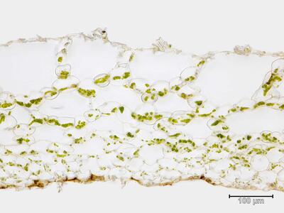 sauteria alpina thallus quer detail
