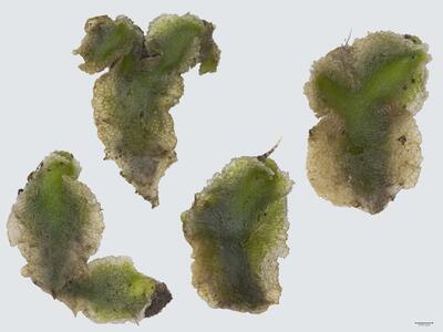 corsinia coriandrina habitus oberseite