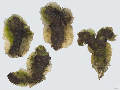 corsinia coriandrina habitus unterseite
